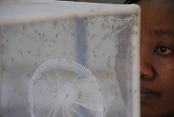 فحص عينات من البعوض في مختبر لمرض الزيكا. الصورة من منظمة الأغذية والزراعة.