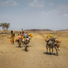 Засуха в  результате Эль-Ниньо  в Эфиопии.  Фото ЮНИСЕФ