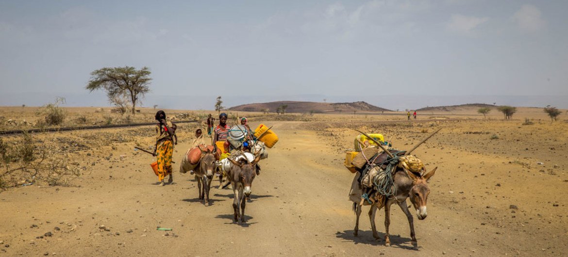 Semi-pastoralists have been hard-hit by drought and cattle are dying as the El Niño weather phenomenon has forced families to be on the move from Haro Huba kabele in central Ethiopia in search of grazing land and water.
