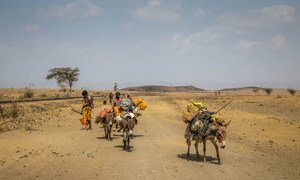Semi-pastoralists have been hard-hit by drought and cattle are dying as the El Niño weather phenomenon has forced families to be on the move from Haro Huba kabele in central Ethiopia in search of grazing land and water.
