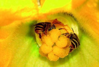 Les abeilles procurent des bienfaits aux êtres humains, aux plantes et à l’environnement. 