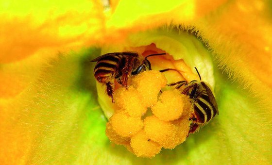 Пчела – одно из самых трудолюбивых созданий в природе – издавна приносит пользу человеку и окружающей среде. 