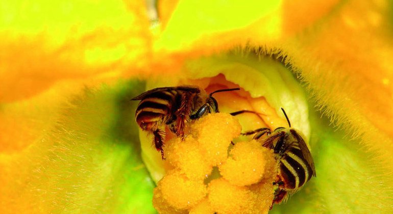 Las abejas pueden ayudar a garantizar la seguridad alimentaria del los pequeños agricultures. Foto: FAO/James Cane