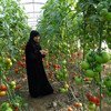 سيدة في مزرعة أسرتها في طرطوس بسوريا. المزرعة هي واحدة من المشاريع التي يدعمها برنامج الأمم المتحدة الإنمائي في سوريا. الصورة:الأمم المتحدة.