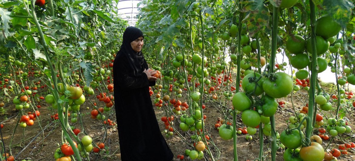 سيدة في مزرعة أسرتها في طرطوس بسوريا. المزرعة هي واحدة من المشاريع التي يدعمها برنامج الأمم المتحدة الإنمائي في سوريا. الصورة:الأمم المتحدة.