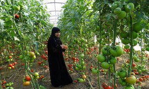 A woman at her family’s tomato farm in Tartous, Syria, in 2014. The farm is one of the businesses supported by UNDP Syria, which provide food for conflict-affected Syrians.