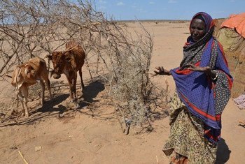 受厄尔尼诺极端气候现象影响，埃塞俄比亚遭遇30年来最严重干旱，1020万民众急需食物援助。