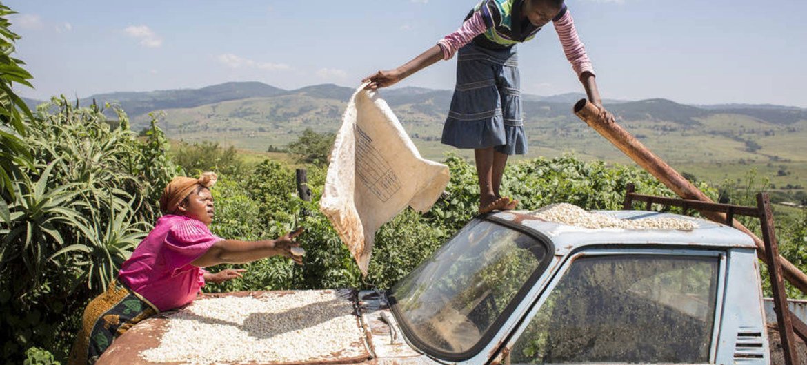 Des habitants du village de Manyandzeni, au Swaziland, font sécher du maïs sur leur véhicule. Photo FAO/Giuilio Napolitano