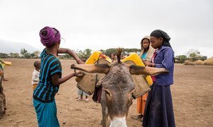 Girls in Lode Lemofo kebele, located in the Great Rift Valley of Ethiopia, place their water jerrycans on a donkey after filling it from a newly built water point.