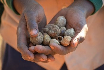 Un garçon, dans une zone rurale du Zimbabwe, brandit une poignée de graines de fruits secs, qu'il mangera pour son déjeuner. Certains écoliers sont contraints de sauter des repas et de s'alimenter de fruits sauvages, en raison de la sécheresse actuelle, e