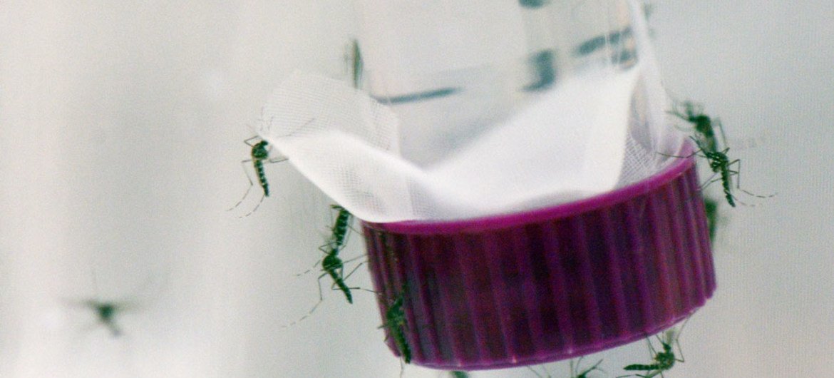 El mosquito Aedes aegypti, transmisor de los virus del Zika, el dengue y la chikungunya.
