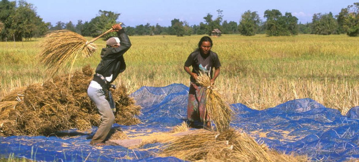 مزارعون في لاوس. المصدر: الفاو / روبرتو غروسمان