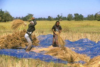 Farmers thresh paddy rice in Laos.