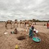 In Somaliland and Puntland, close to two million people are affected by the drought amid the El Niño phenomenon. (File)