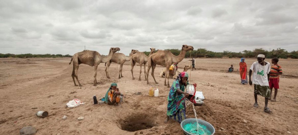 In Somaliland and Puntland, close to two million people are affected by the drought amid the El Niño phenomenon. WFP/Petterik Wiggers