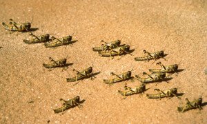 Juvenile desert locust hoppers. Photo: FAO/G.Tortoli