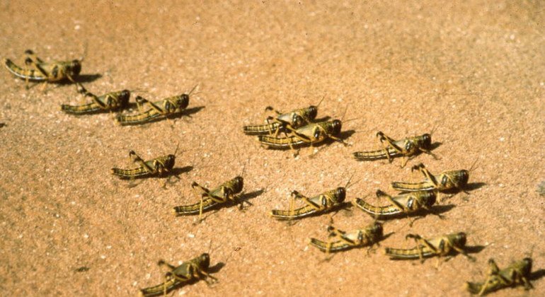 Juvenile desert locust hoppers.