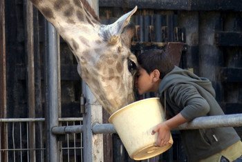 Une girafe dans le film, Giraffada, réalisé par Rani Massalha et produit par Pyramide Films. Le film a été projeté à l'ONU le 7 avril 2016.