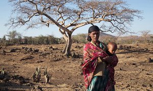 The El Niño-induced drought in Ziway Dugda, Oromia region of Ethiopia, is affecting every family and they don't have enough food at home to feed themselves. (file photo).