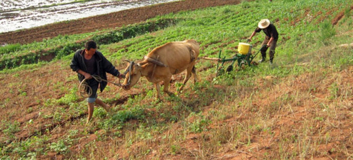 朝鲜农民在耕种。粮农组织图片
