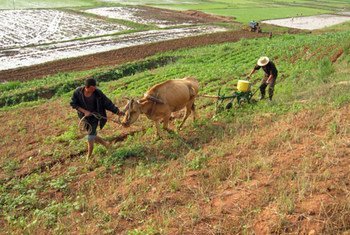 Cultivating a field in the Democratic People’s Republic of Korea (DPRK).