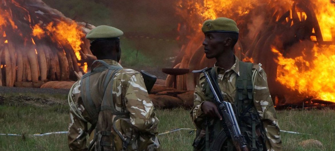 肯尼亚2016年4月30日在内罗毕国家公园举行史上规模最大的象牙和犀牛角焚烧活动。图片来源：《濒危野生动植物种国际贸易公约》秘书处