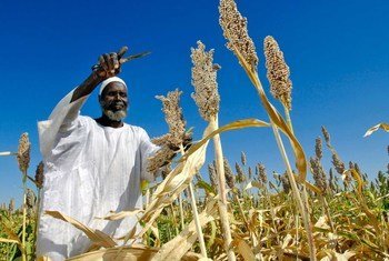 A farmer in Sudan harvesting sorghum plants.