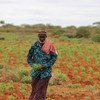 Ahmed Farah Mohamed是索马里一个村庄的村长。他和村民们种植高粱。粮农组织/Frank Nyakairu