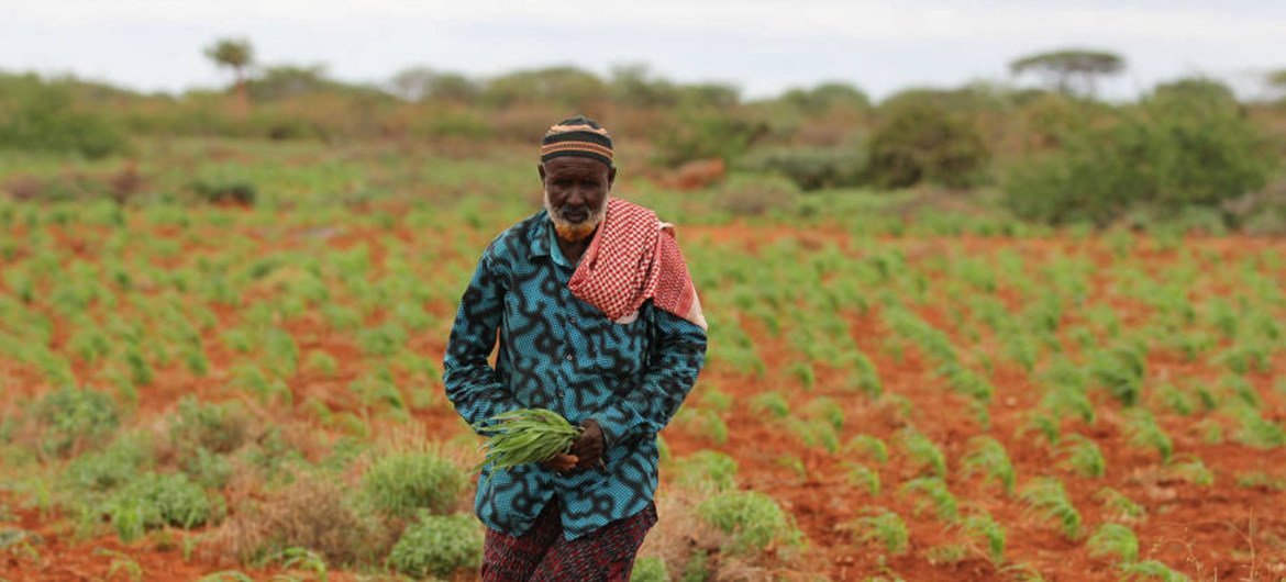 Ahmed Farah Mohamed是索马里一个村庄的村长。他和村民们种植高粱。粮农组织/Frank Nyakairu