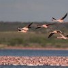 Lesser Flamingo (Phoeniconaias minor). The Asian and southern African populations are partially migratory, with many making regular movements from their breeding sites inland to coastal wetlands when not breeding.