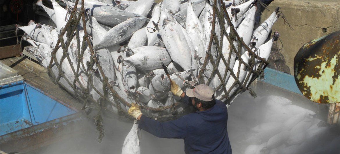 Los inspectores podrán revisar la carga pesquera de los barcos visitantes en los puertos de los países parte del Acuerdo. Foto: FAO