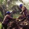 哥伦比亚棕榈油行业的工人正在工作。劳动组织图片