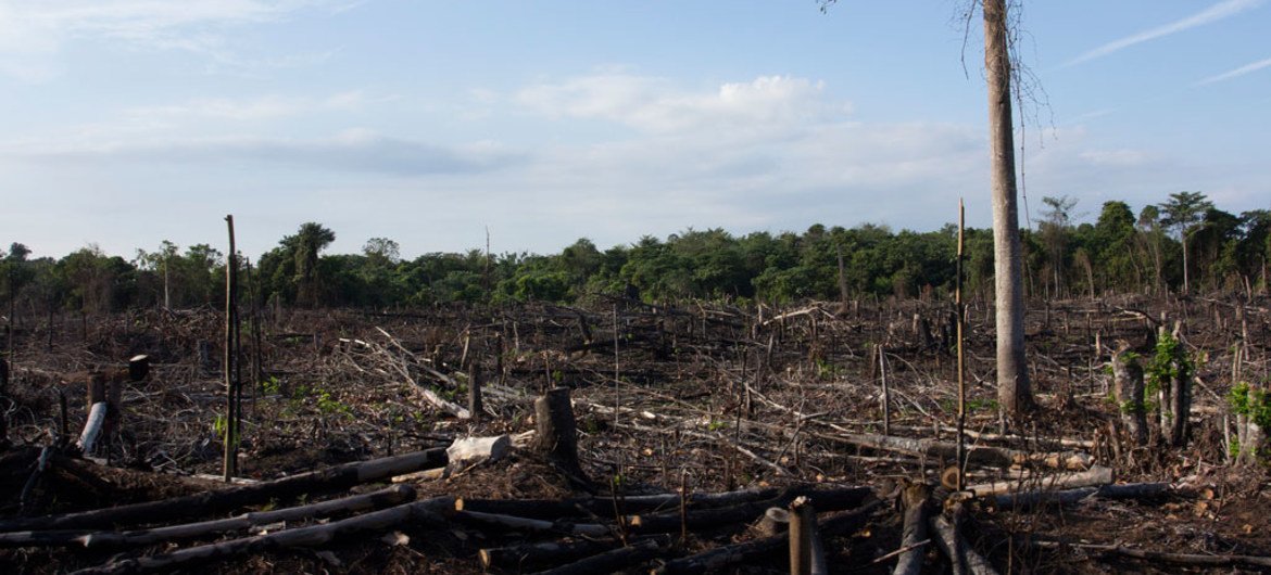 印度尼西亚苏门答腊岛上的燃烧过和退化的森林。