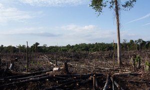 Burnt and degraded forest within Tesso Nilo National Park, Riau Province, Sumatra, Indonesia.