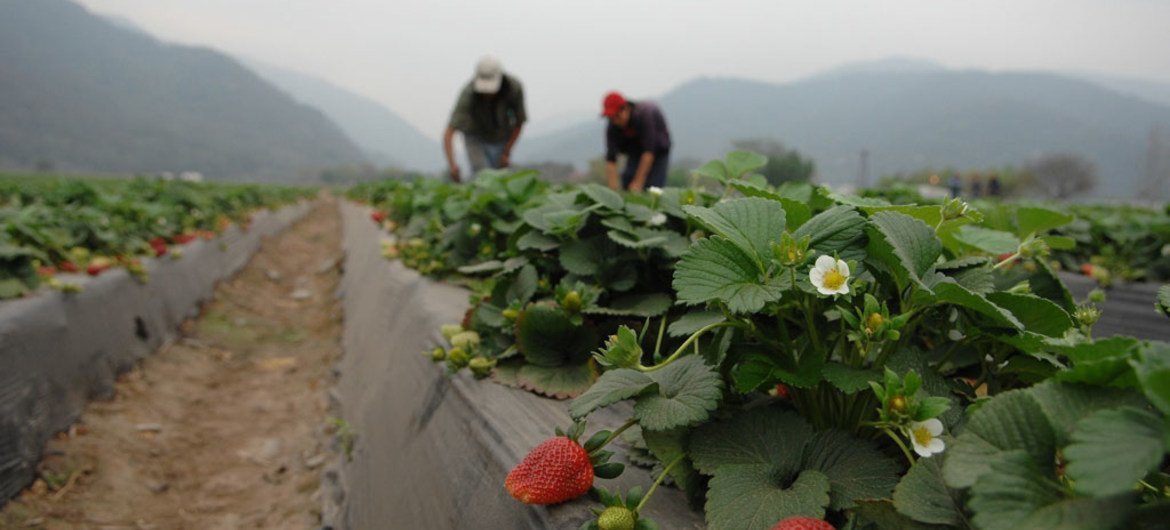 Des travailleurs agricoles dans une ferme produisant des fraises.