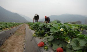 Agriculture workers on a strawberry farm in Argentina.