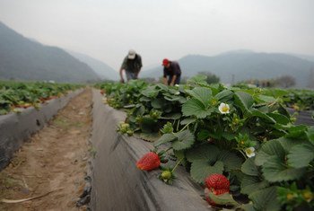 Agriculture workers on a strawberry farm in Argentina.
