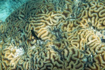 Brain coral, partly damaged from illegal anchoring, Mu Ko Lanta Marine National Park, Thailand.