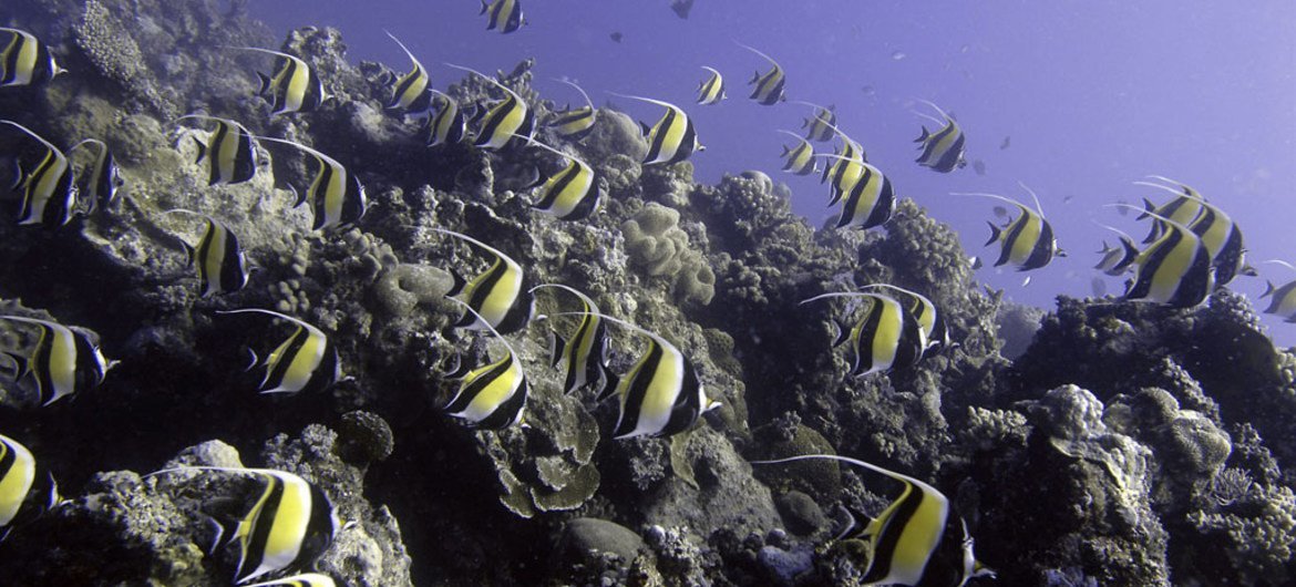 A school of Moorish Idols cruise over the coral reef, Ha’apai, Tonga.