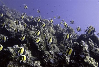 太平洋岛国汤加的珊瑚礁。环境署/Glenn Edney