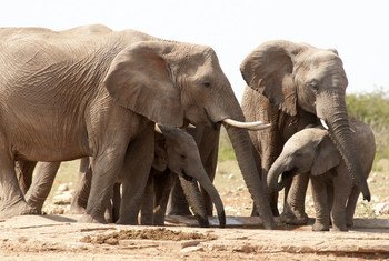 Des éléphants dans le parc national d'Etoscha, en Namibie