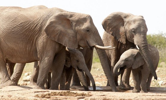 Between 2010 and 2012, 100,000 elephants were killed for their ivory in Africa.