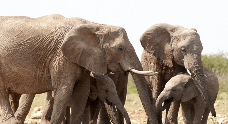Слоны в Африке 