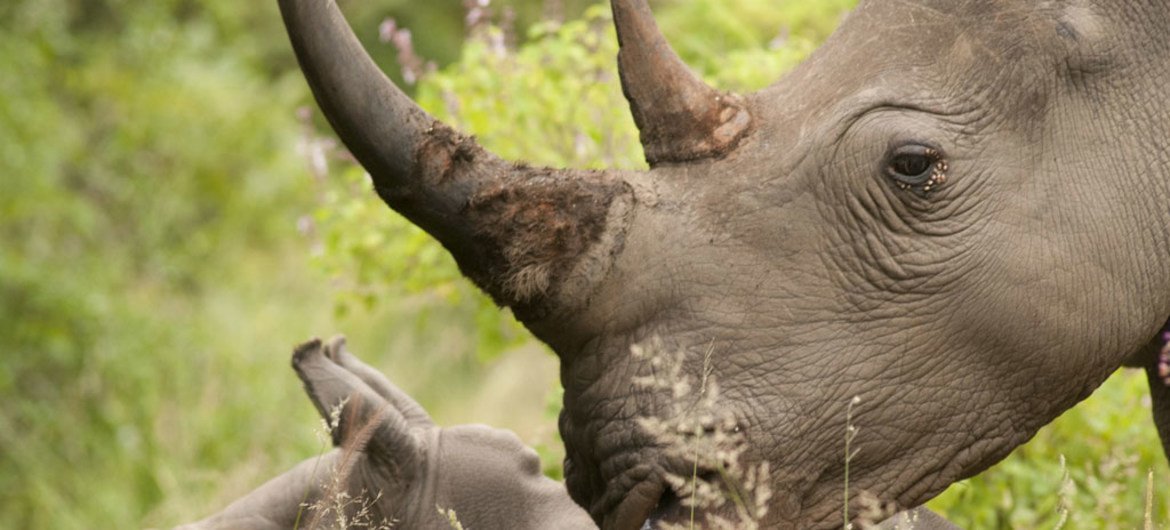 In recent years poaching levels have soared and three rhinos are killed every day. 