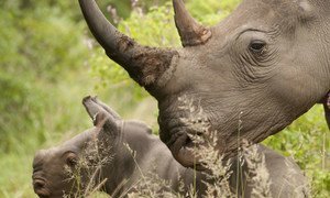 Existem no mundo cinco espécies de rinocerontes e, de acordo com a ONU Ambiente, todas estão em risco de extinção. 