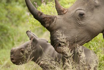 <a href=http://www.grida.no/photolib/detail/white-rhinoceros-ceratotherium-simum-private-nature-conservancy-south-africa_8502>In recent years poaching levels have soared and three rhinos are killed every day. </a>