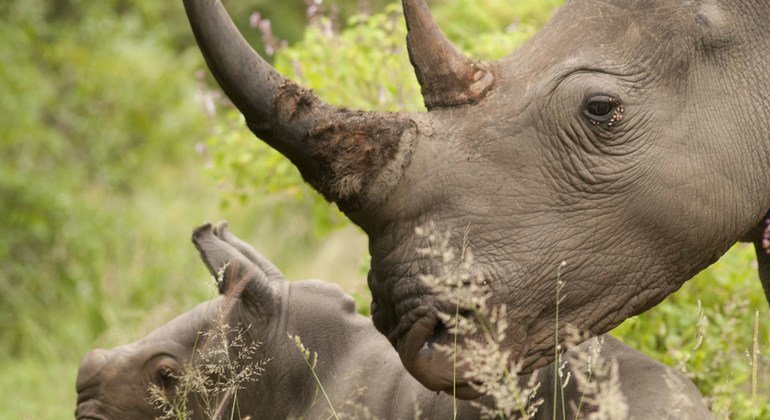 Existem no mundo cinco espécies de rinocerontes e, de acordo com a ONU Ambiente, todas estão em risco de extinção. 
