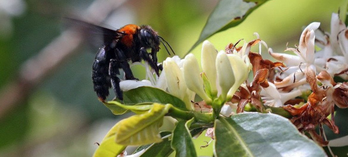 A bee does its business in Kenya's Kerio Valley.