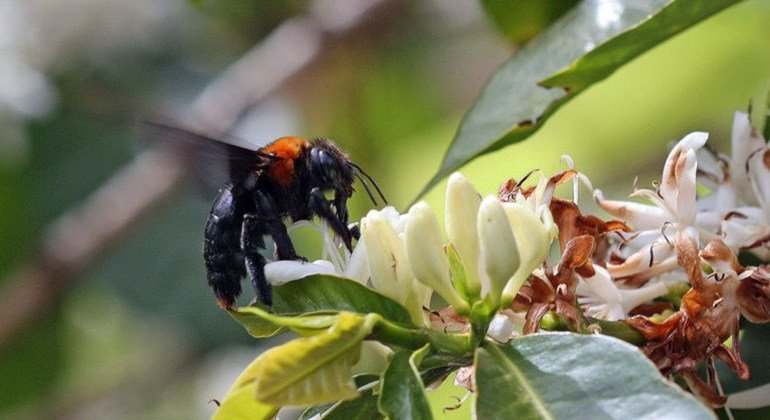 मधुमक्खियों और तितलियों जैसे परागणकारी जीवों का खाद्य सुरक्षा में अहम योगदान.
