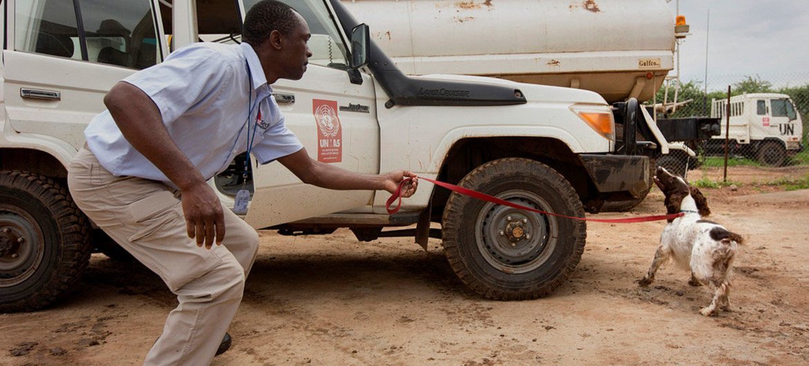 The United Nations Mine Action Service (UNMAS) holds a demonstration of the work of sniffer dogs in Juba, South Sudan. The dogs can detect weapons and explosives, and are used to screen IDPs arriving at the entrance gate, as well as to conduct random searches throughout the camp. Juba, South Sudan. UNMISS/JC McIlwaine